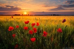 sunset, golden hour, field, flowers, sun, wild, rural, germany, 2020, Germany, photo